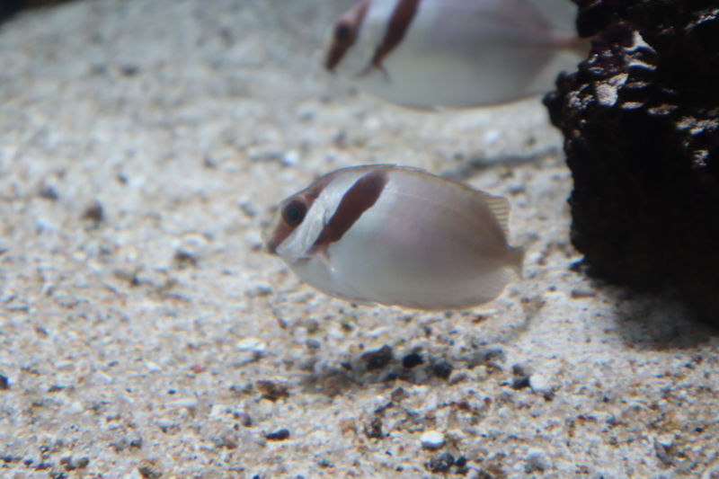 f:id:itsuwalove777:20201117015726j:plain