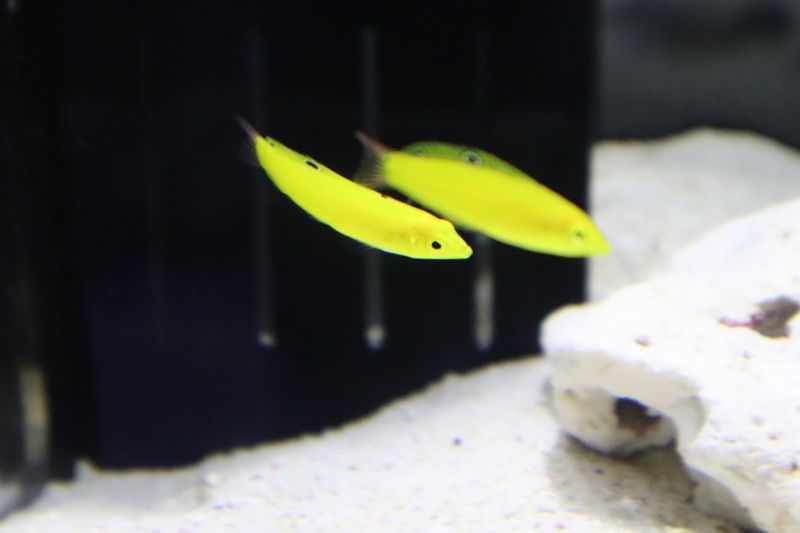 水族館魚図鑑 コガネキュウセン Halichoeres Chrysus 動物園 水族館に行こう