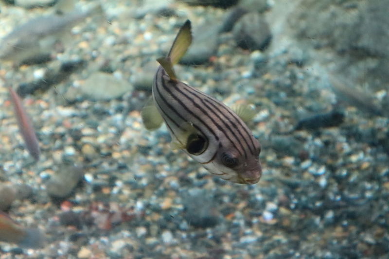 f:id:itsuwalove777:20201121120147j:plain