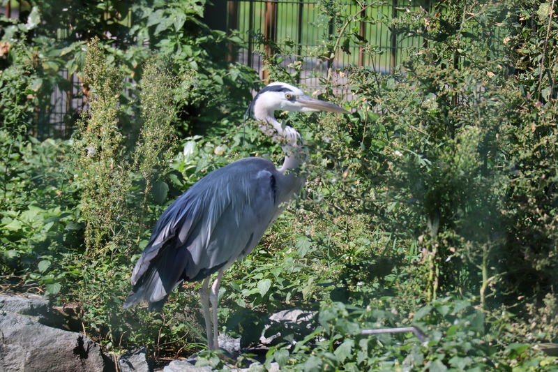 f:id:itsuwalove777:20201127095529j:plain