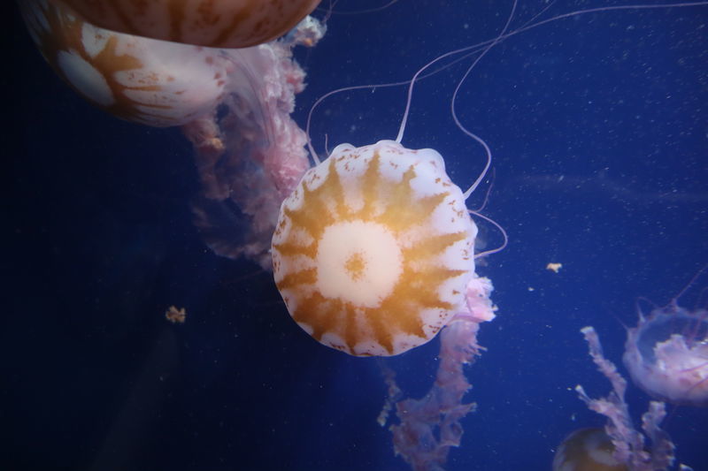 f:id:itsuwalove777:20201128230950j:plain