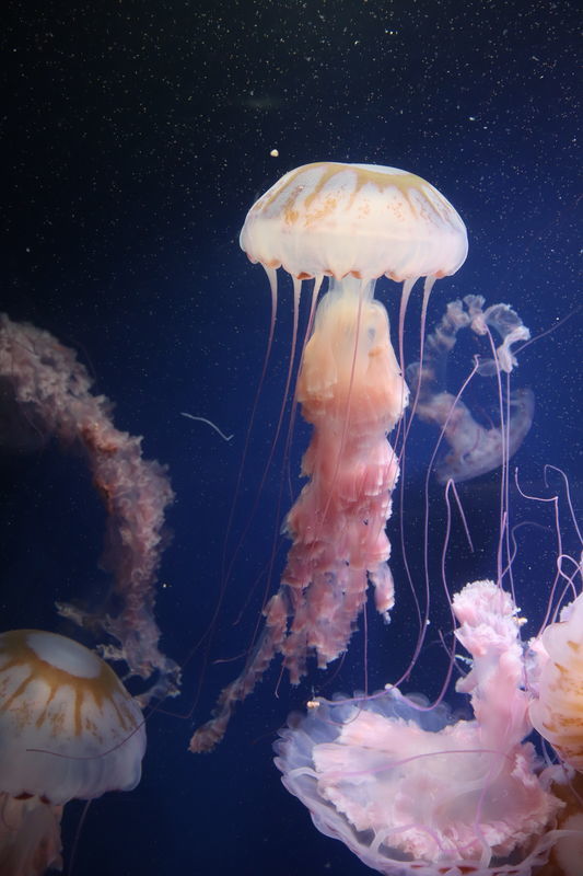 f:id:itsuwalove777:20201128231406j:plain