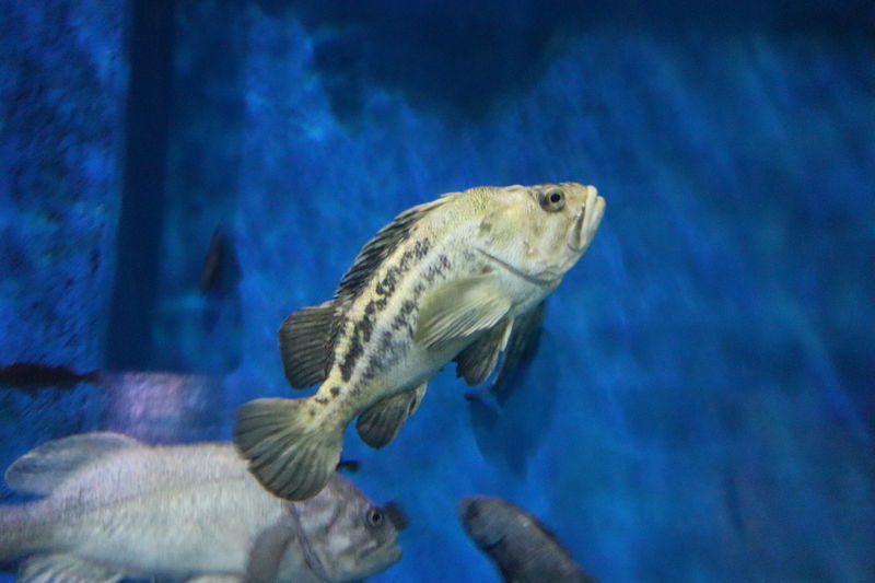 f:id:itsuwalove777:20201129230901j:plain