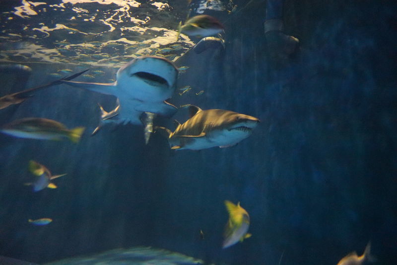 f:id:itsuwalove777:20201129231810j:plain