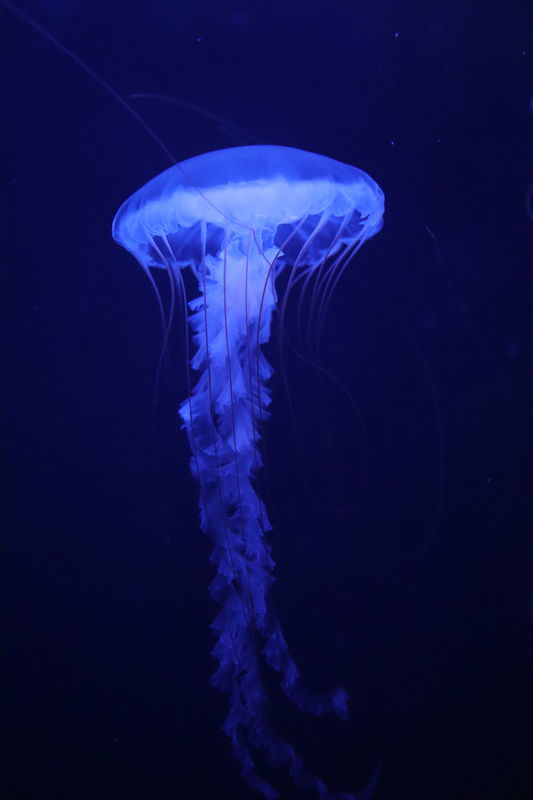 f:id:itsuwalove777:20201201183620j:plain
