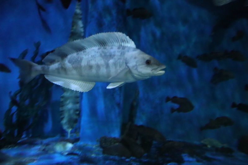 f:id:itsuwalove777:20201201201316j:plain