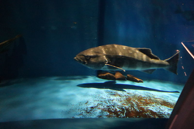 f:id:itsuwalove777:20201201201342j:plain