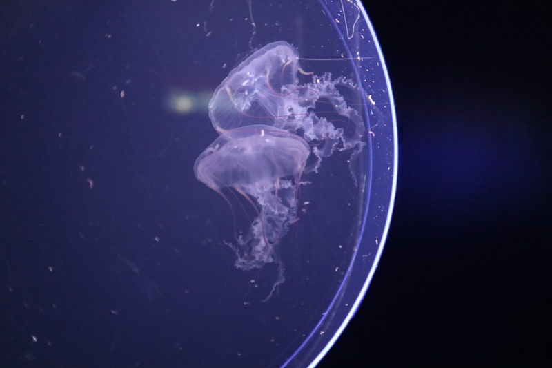 f:id:itsuwalove777:20201202110131j:plain