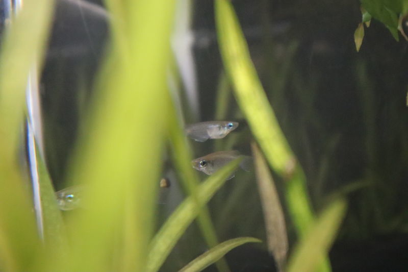 f:id:itsuwalove777:20201204142619j:plain