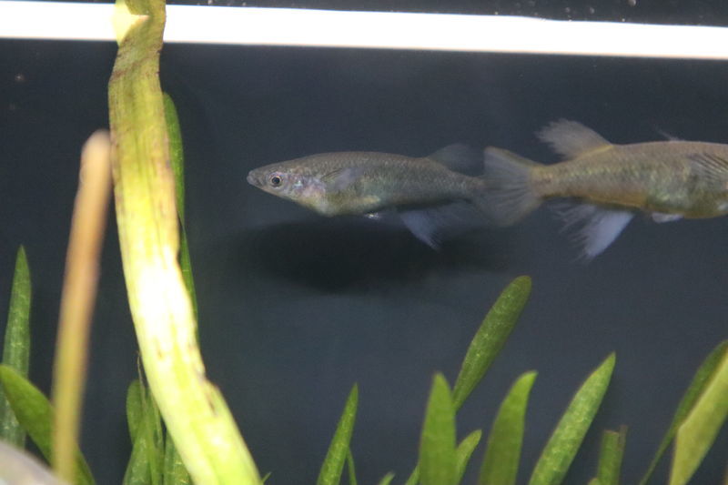 f:id:itsuwalove777:20201204142915j:plain