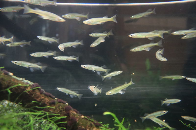 f:id:itsuwalove777:20201204142952j:plain