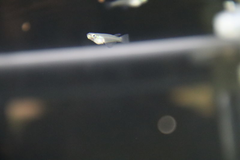 f:id:itsuwalove777:20201204143231j:plain