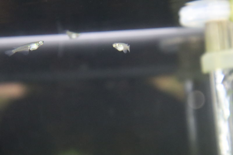 f:id:itsuwalove777:20201204143242j:plain