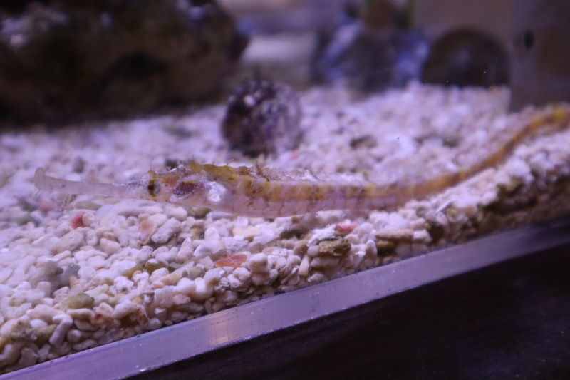 f:id:itsuwalove777:20201208030618j:plain