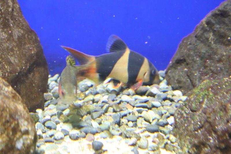 水族館魚図鑑-クラウンローチ(Chromobotia macracanthus) - 動物園