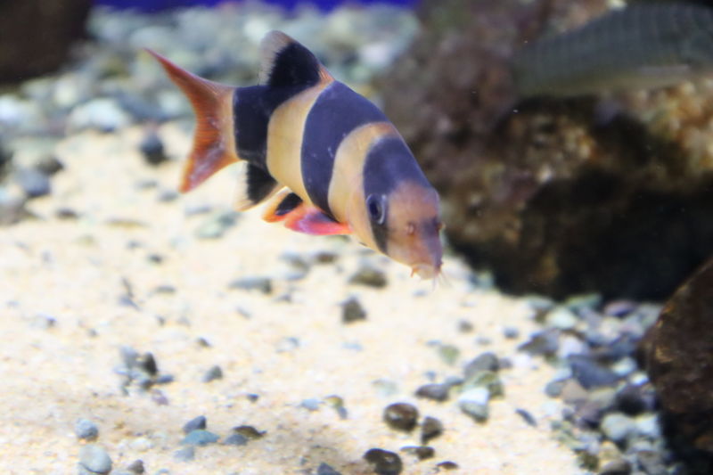 水族館魚図鑑-クラウンローチ(Chromobotia macracanthus) - 動物園