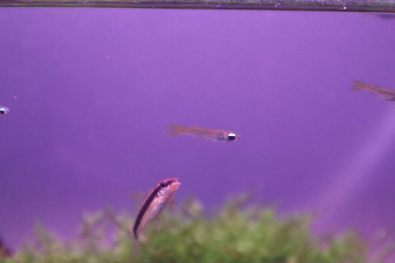 水族館魚図鑑 アフリカンランプアイ Aplocheilichthys Normani 動物園 水族館に行こう 水族館魚図鑑 アフリカンランプアイ Aplocheilichthys Normani 動物園 水族館に行こう