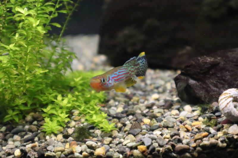 f:id:itsuwalove777:20201210020123j:plain