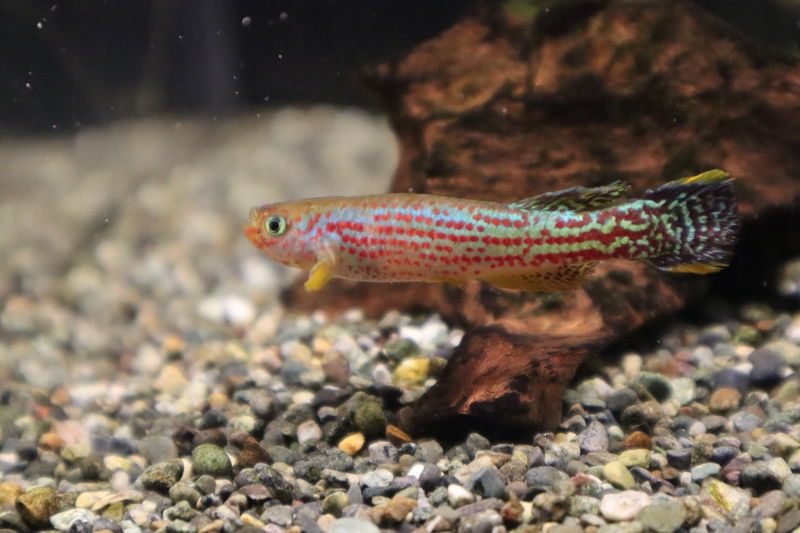 f:id:itsuwalove777:20201210020134j:plain