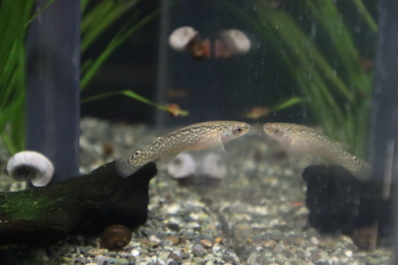 f:id:itsuwalove777:20201210021124j:plain