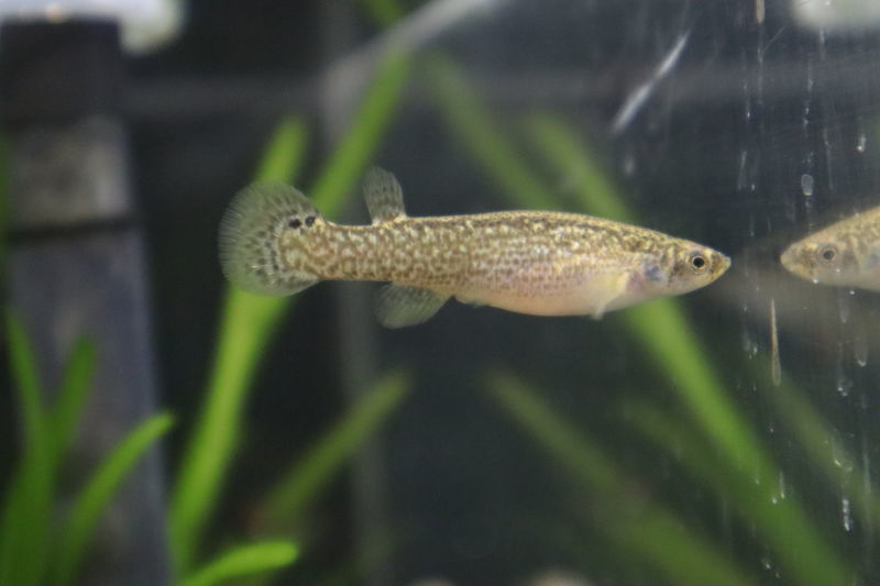 f:id:itsuwalove777:20201210021136j:plain