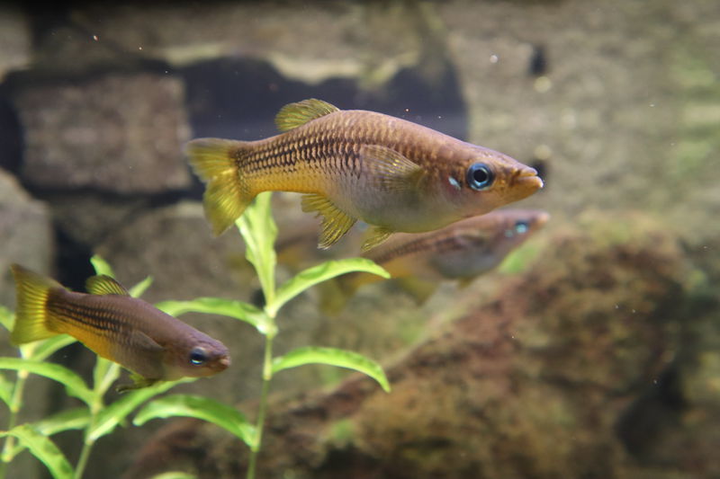 f:id:itsuwalove777:20201210021448j:plain