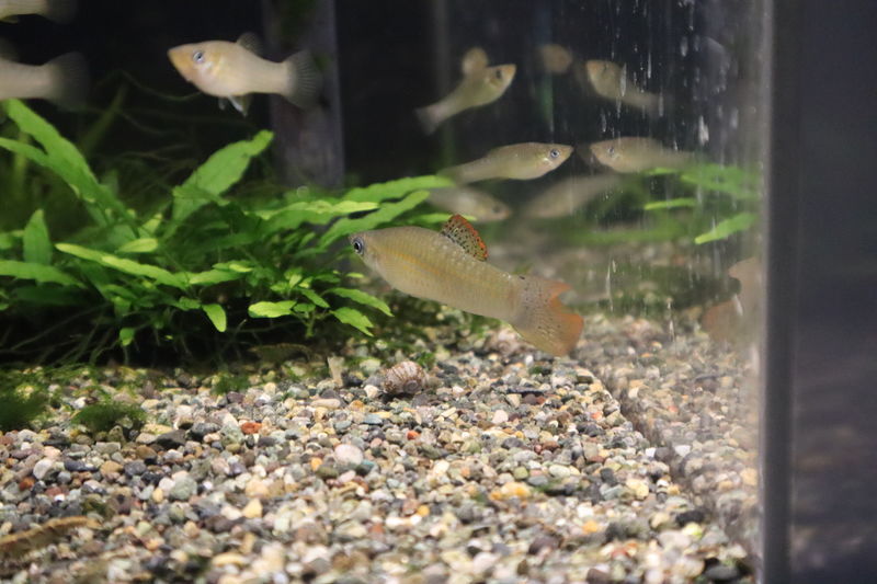水族館魚図鑑 アマゾンモーリー Poecilia Formosa 動物園 水族館に行こう