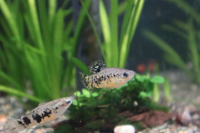 f:id:itsuwalove777:20201210022938j:plain