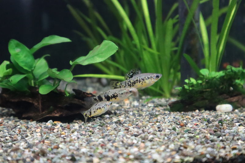 f:id:itsuwalove777:20201210022950j:plain