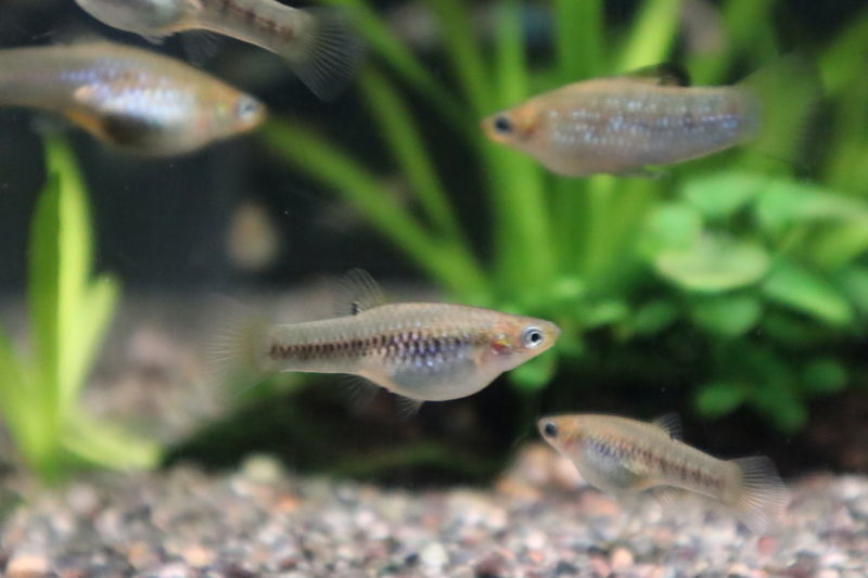 f:id:itsuwalove777:20201210023125j:plain