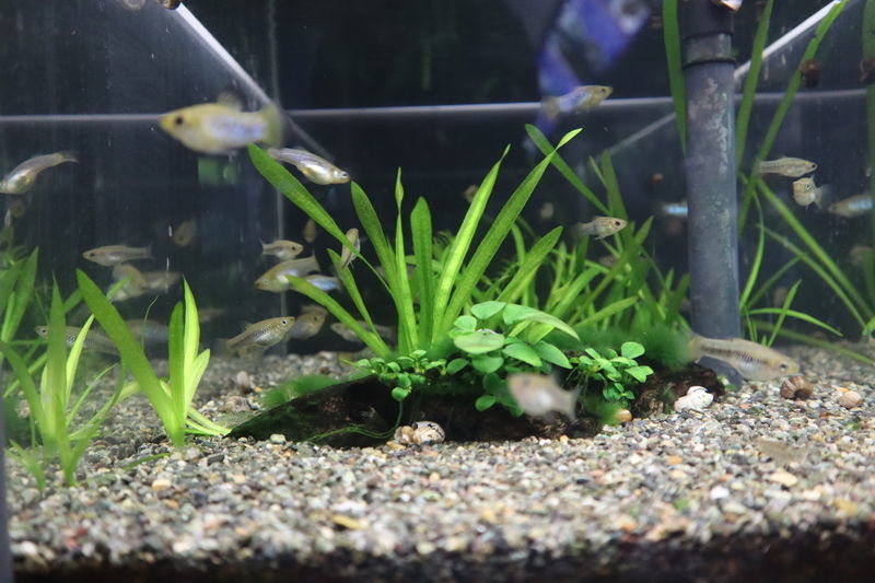 f:id:itsuwalove777:20201210023137j:plain