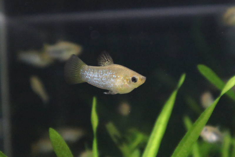 f:id:itsuwalove777:20201210023149j:plain