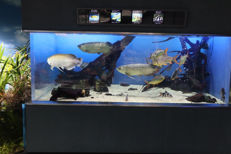 クラウンローチ　20cm 21匹 水族館魚図鑑-クラウンローチ(Chromobotia macracanthus) - 動物園