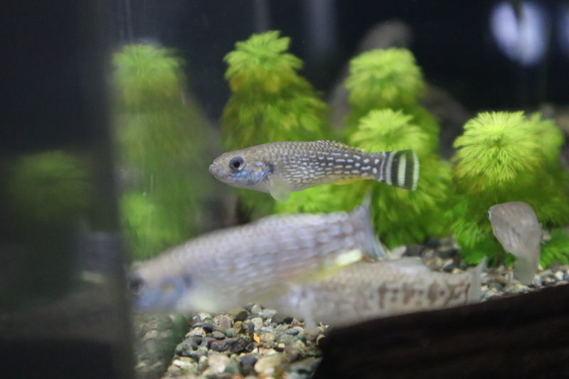 f:id:itsuwalove777:20201214085527j:plain