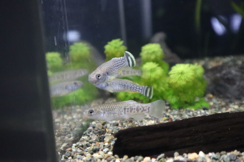 f:id:itsuwalove777:20201214085539j:plain