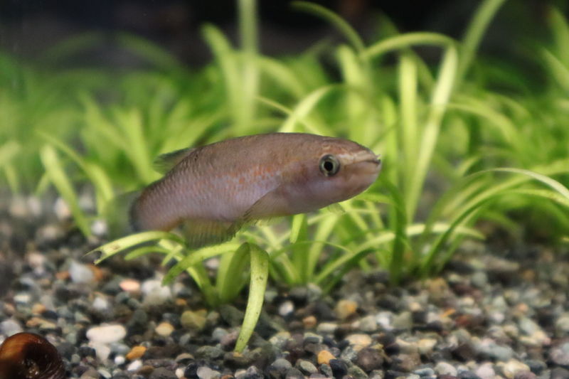 f:id:itsuwalove777:20201214090126j:plain