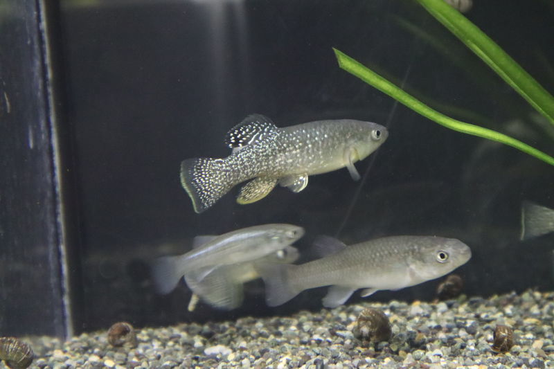 f:id:itsuwalove777:20201214090213j:plain