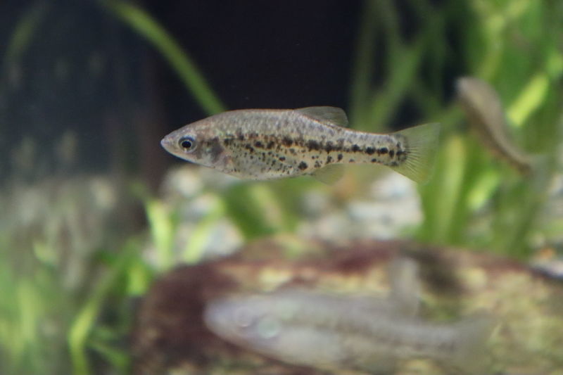 f:id:itsuwalove777:20201214091143j:plain