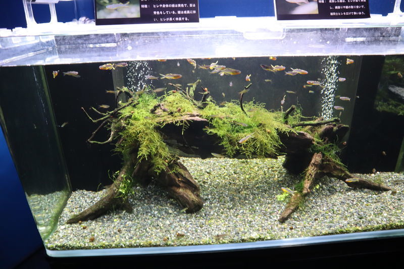 f:id:itsuwalove777:20201214092412j:plain