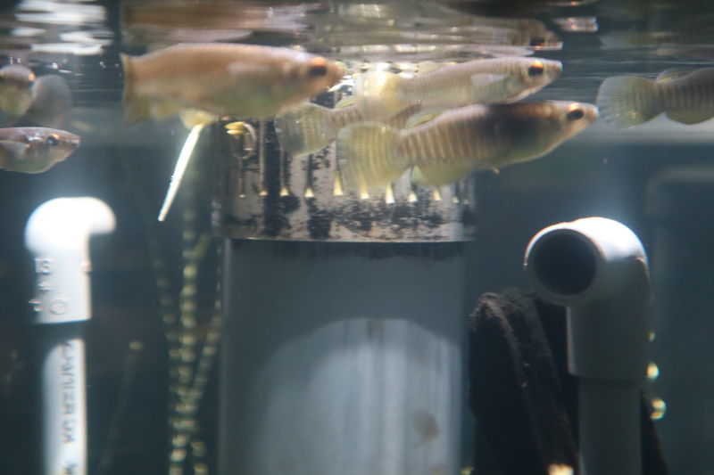 f:id:itsuwalove777:20201217121724j:plain