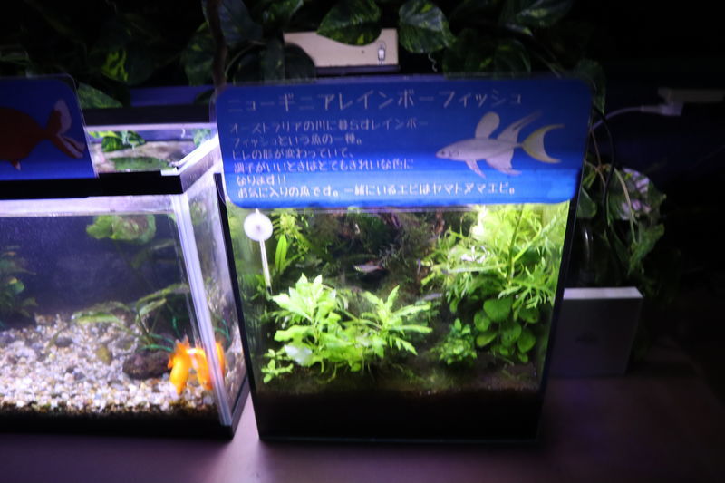 f:id:itsuwalove777:20201221115923j:plain