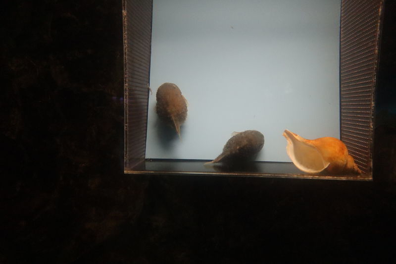 コンペイトウページ① 新旧コンペイトウ対決 | 鳥羽水族館 飼育日記