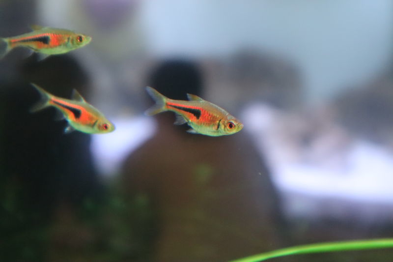 f:id:itsuwalove777:20201225173318j:plain