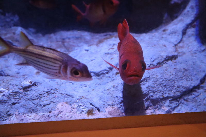 f:id:itsuwalove777:20210103212248j:plain