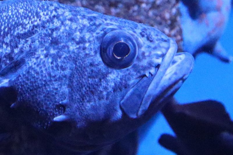 f:id:itsuwalove777:20210104124139j:plain