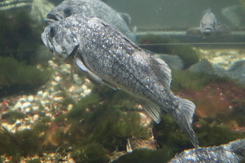 f:id:itsuwalove777:20210104165851j:plain