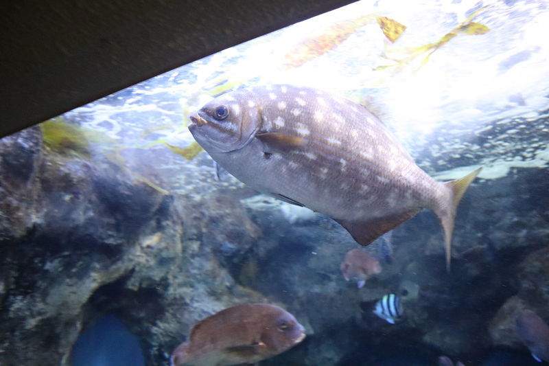 f:id:itsuwalove777:20210105102023j:plain