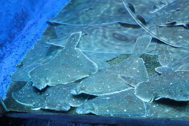 f:id:itsuwalove777:20210112232955j:plain