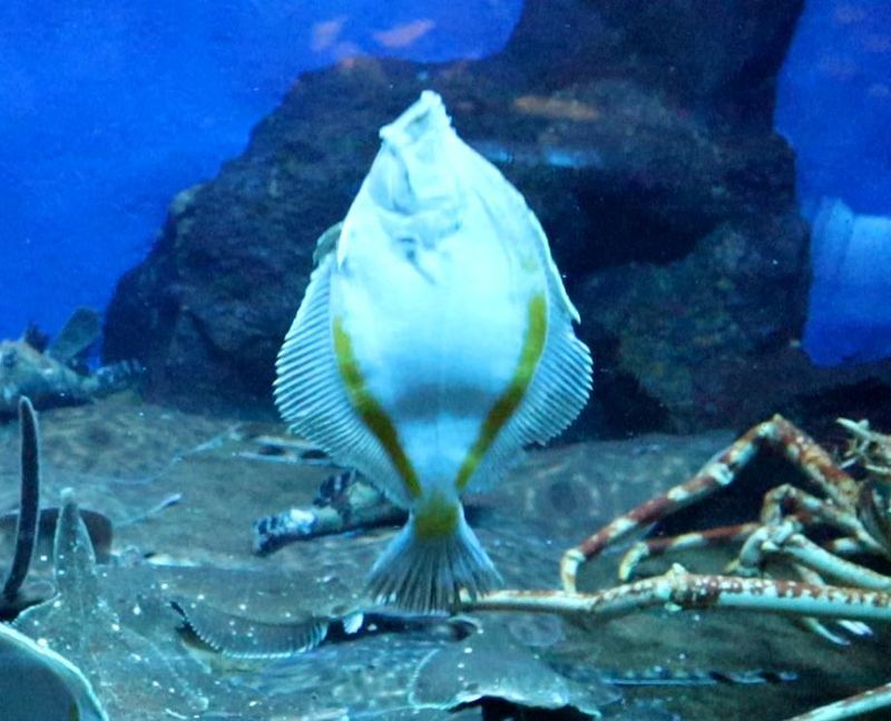 f:id:itsuwalove777:20210112233153j:plain