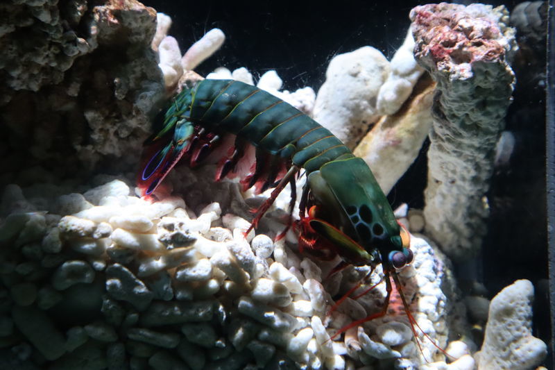 水族館甲殻類図鑑 モンハナシャコ Odontodactylus Scyllarus 動物園 水族館に行こう